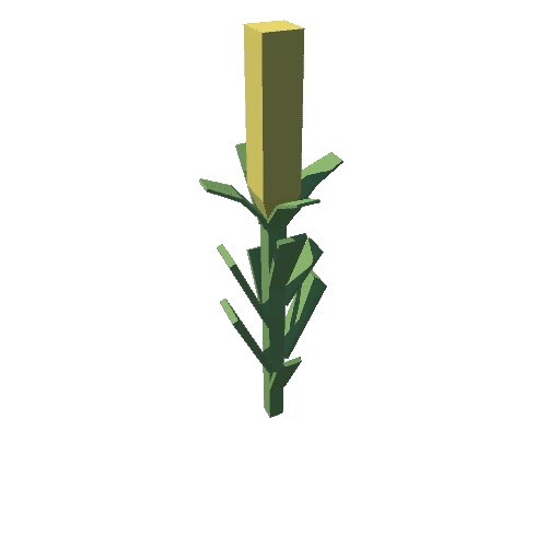 Corn Plant